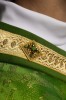 Ornat zielony ręcznie zdobiony z kamieniami naturalnymi – wariant II – detal symbolu